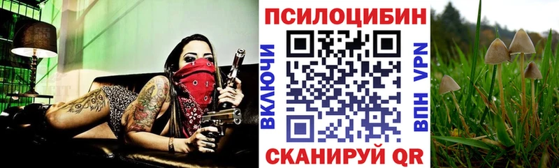 KRAKEN как зайти Вилючинск Галлюциногенные грибы Cubensis